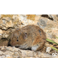 راسته جوندگان ORDER RODENTIA